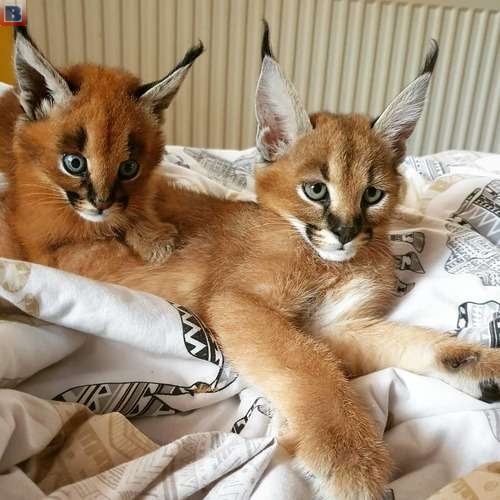 Ocelots, Caracals and F1 - F3 savannah and Serval