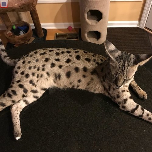 Tamed Exotics Kittens. (Ocelots, Caracals and F1 - F3 savannah and Serval)